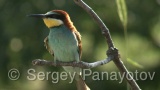 Video of European Bee-eater - European Bee-eater in nest period in Bulgaria